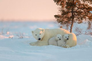 خرس قطبی بچه های خرس قطبی خرس قطبی تولید مثل