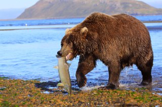 خرس غذای خرس خرس در حال شکار خرس ها چه می خورند