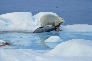 غذای خرس قطبی چیست خرس قطبی چه میخورد