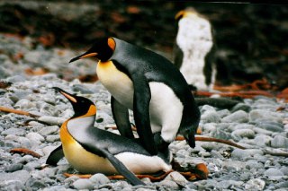 پنگوئن ها چگونه تولید مثل می کنند تولید کثل پنگوئن 