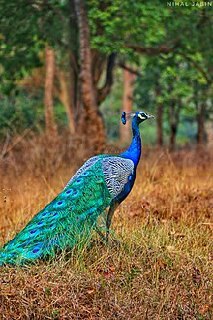 درباره ی طاووس ها