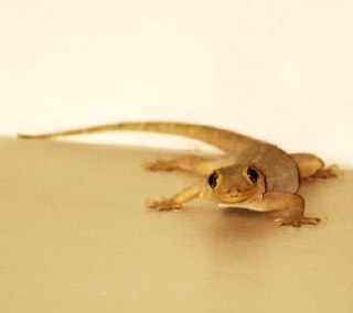 تعبیر خواب مارمولک