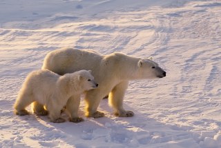 تولید مثل خرس قطبی خرس های قطبی چگونه تولید مثل می کنند