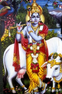 کریشنا خدای هندو ها گاو پرستش گاو در هند