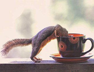 سنجاب در فال قهوه عکس طنز سنجاب فال تعبیر سنجاب در فال قهوه