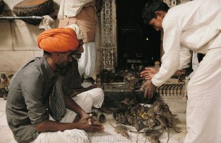 پرستش موش در هند