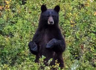 خرس سیاه چرا خرس سیاه است خرس سیاه در جنگل 
