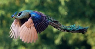 آیا طاووس ها پرواز میکنند