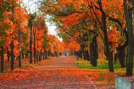 تعبیر خواب پاییز تعبیر خواب پاییز