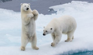 ویژگی های خرس قطبی خرس قطبی بامزه شیر خرس قطبی