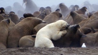 خرس قطبی خرس قطبی شکار گراز دریایی