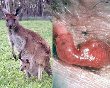 pictures of newborn baby kangaroos cute pictures of baby kangaroos