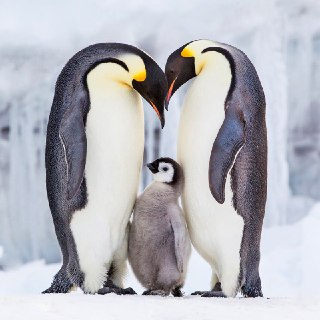 درباره ی پنگوئن ها ، زندگی مشترکشان و تولید مثل