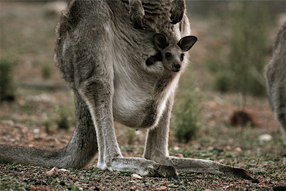 pictures of baby kangaroos in pouch pictures of baby kangaroos in pouch
