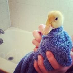 حمام-کردن-اردک-ها