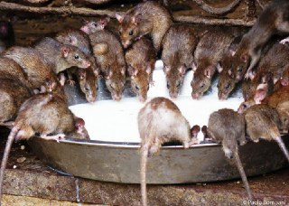 موش معبد موش موش در هند 