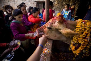 احترام به گاو ها در هند